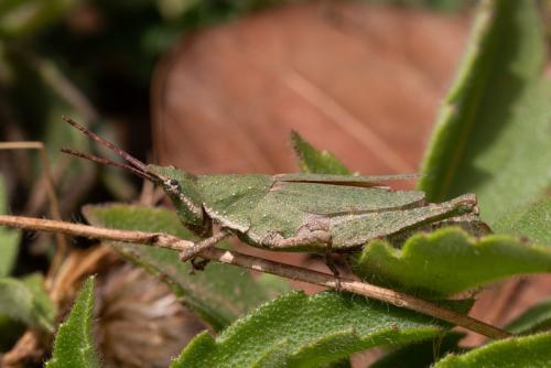 Pyrgomorpha vignaudii